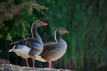 Anser Anser / Greylag Goose In DoÃ±ana National Park. Huelva. Sevilla
