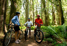 A Group Of Three Mountain Bikes Stop For A Break While Riding Through A Thick Forest.
