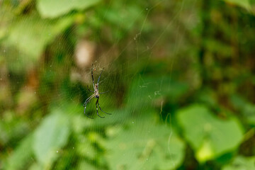Close-up of a large spider on a web on a background of foliage.