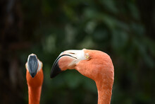 Close Up Of Two Florida Flamingos