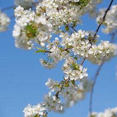 Wall Mural - Blühender Kirschbaum, Prunus avium, im Frühling