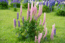 Meadow Wild Pink Lupin Flowers  