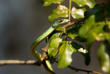 A Spotted Bush Snake On A Branch