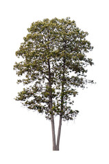 Wall Mural - Isolated single tree greenery botanical