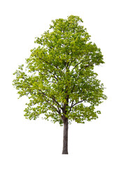 Isolated single tree greenery botanical