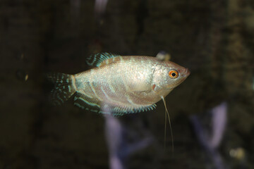 Wall Mural - Gourami fish. Macro closeup background.