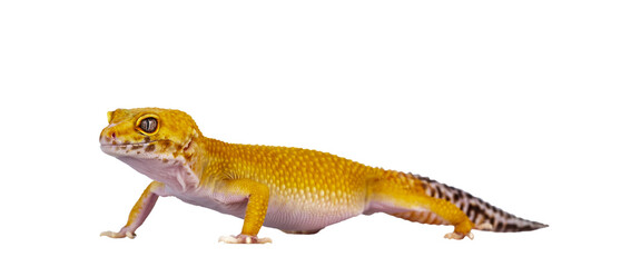 Aufkleber - Adult Super Hypo Tangerine Manderin leopard gecko aka Eublepharis macularius, standing side ways. Isolated cutout on transparent background.
