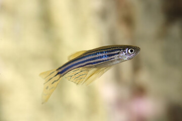 Wall Mural - Danio fish. Aquarium macro closeup background.