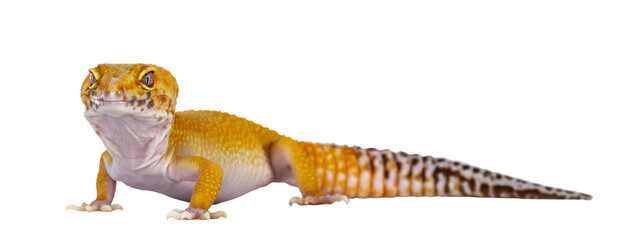 Aufkleber - Adult Super Hypo Tangerine Manderin leopard gecko aka Eublepharis macularius, standing side ways. Head turned to camera showing both eyes. Isolated cutout on transparent background.