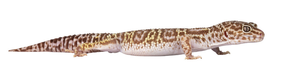 Poster - Adult Mack snow tremper leopard gecko aka Eublepharis macularius, standing side ways. Isolated cutout on transparent background.