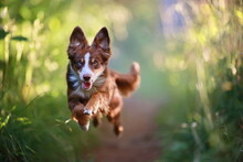 Dog Running Mini Aussie Path