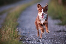 Dog Running Mini Aussie Path