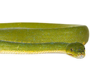 Leinwandbilder - Detail of  head of adult Green Tree Python aka Morelia viridis on flat surface. Isolated cutout on transparent background.