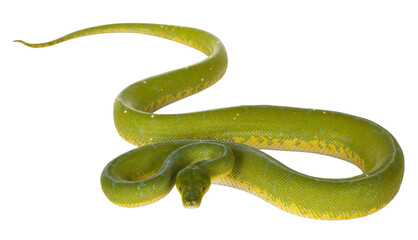 Leinwandbilder - Full bod lenght shot of adult Green Tree Python aka Morelia viridis laying on flat surface. Isolated cutout on transparent background.