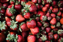 Red Fresh Organic Strawberries.