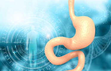 Wall Mural - Human stomach anatomy. 3d illustratiom.