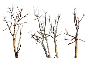 Wall Mural - collection trees without leaves isolated on transparent background png file