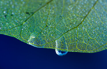 Wall Mural - dewy leaf skeleton, leaf background with veins and cells - beautiful macro photography