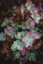 Close Up Of A Pink Hydrangea Bush