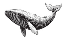 Whale Sketch Hand Drawn In Doodle Style Vector Illustration