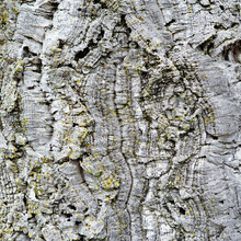 Close-up, Detail Of The Bark Of A Cork Tree.