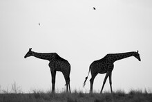Giraffe Herd, Chobe National Park, Botswana