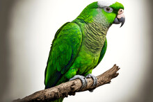 Fully Green Parrot On White With Grey Bill And Long Tail