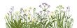 Wildflowers in summer. Wild herbs. Cornflowers, forget-me-nots, yellow buttercups, ferns
