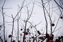 Low Angle View Of Crabapples Growing On Bare Tree Against Sky