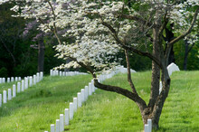 Rows Of White Gravestones And A Dogwood Tree In Bloom In The Spring At The Annapolis National Cemetery, Annapolis, Maryland.