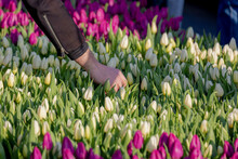 Selective Focus Of Man Hand Picking White Flowers With Green Leaves, Tulips (Tulipa) Are A Genus Of Spring-blooming Perennial Herbaceous Bulbiferous Geophytes, Dutch National Tulip Day In Netherlands.
