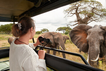 woman tourist on safari in africa, traveling by car with an open roof in kenya and tanzania, watchin