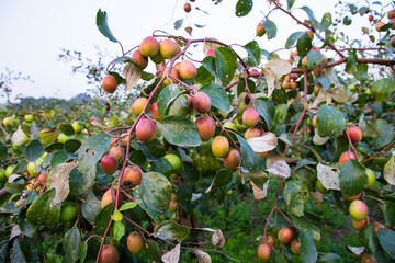 Wall Mural - Fruit tree with unripe Red jujube fruits or apple kul boroi  in the autumn garden.