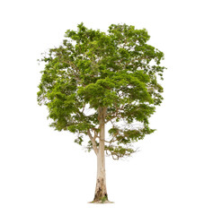 Wall Mural - isolated big tree on white background. tropical trees isolated used for design, advertising and arch