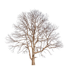 Wall Mural - single old big and dead tree dead isolated on white background.large trees database botanical garden