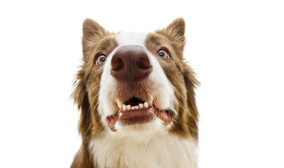 Wall Mural - Funny surprised border collie dog looking with funny expression face showing its teeth. Isolated on white background