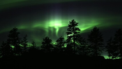 Wall Mural - Tree Silhouettes Illuminated With Dancing Green Lights Of Aurora Borealis. Static Shot