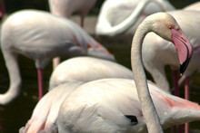 A Group Of Flamingos At The San Diego Wild Animal Park In San Diego, CA.