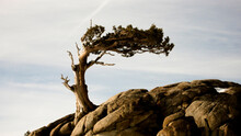 A Windblown Tree On The Side Of A Hill In Lake Tahoe, California.