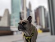 French Bulldog with the Lower Manhattan skyline in the background.
