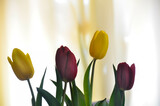 Fototapeta Tulipany - tulipany 