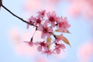 Wall Mural - pink cherry blossom