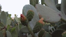 Close Up Shot On The Red Flower In The Cactus Prickly Pear . Slow Motion Shot Ungraded. High Quality FullHD Footage