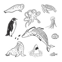 Animals: Sea Turtle, Penguin, Octopus, Walrus, Whale Vector Line Illustrations Set.