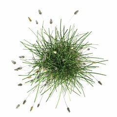 Wall Mural - wild field grass, top view, isolated on white background, 3D illustration, cg render