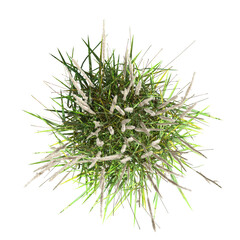 Wall Mural - wild field grass, top view, isolated on a transparent background, 3D illustration, cg render