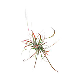 Wall Mural - wild field grass, top view, isolated on a transparent background, 3D illustration, cg render