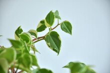 Planta Peperone Scandense Verdinha 