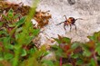 Agresywna leśna mrówka z otwartymi żuwaczkami