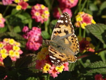 Painted Lady (Vanessa Cardui) Butterfly On Pink And Yellow Lantana Flowers